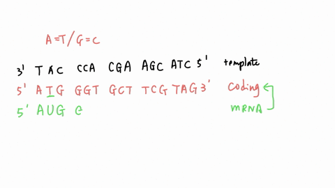 part-i-you-will-determine-an-amino-acid-sequence-for-a-specific-protein-1-using-the-dna-template-transcribed-strand-determine-and-record-the-base-sequence-for-the-dna-coding-non-transcribed-strand-rem