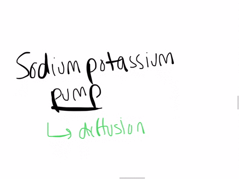 the-sodium-potassium-pumps-operate-by-diffusion-and-thus-requires-no-atp-for-its-operation-true-false