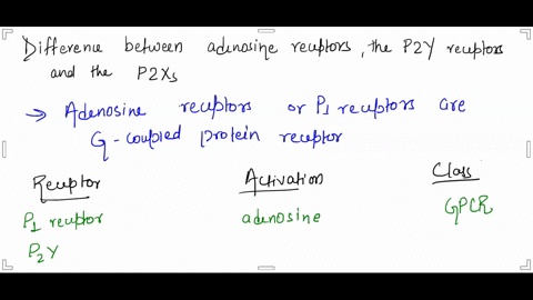 explain-the-difference-between-the-adenosine-receptors-the-p2y-receptors-and-the-p2xs-88108