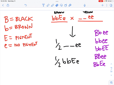 hair-color-is-determined-in-labrador-retrievers-by-alleles-at-the-b-and-e-loci-a-dominant-allele-b-encodes-black-pigment-whereas-a-recessive-allele-b-encodes-brown-pigment-alleles-at-a-secon-06396