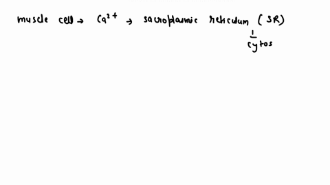 ca2-ions-are-released-from-the-sr-by-moved-back-into-the-sr-by-when-a-muscle-cell-is-electrically-excited-they-are-diffusion-active-transport-active-transport-diffusion-active-transport-acti-51544