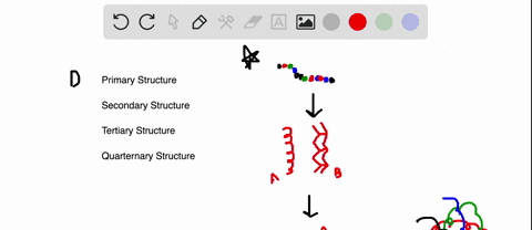 match-the-type-of-protein-structure-to-its-description
