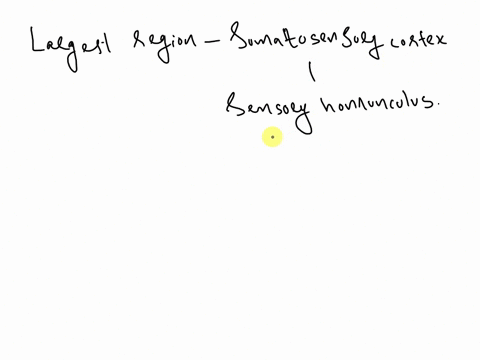 which-location-on-the-body-has-the-largest-region-of-somatosensory-cortex-representing-it-according-to-the-sensory-homunculusa-lipsb-thighc-elbowd-neck-38247