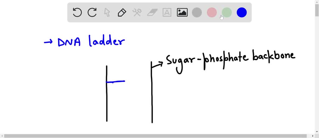 solved-a-student-has-drawn-an-enlarged-portion-of-a-dna-ladder-model