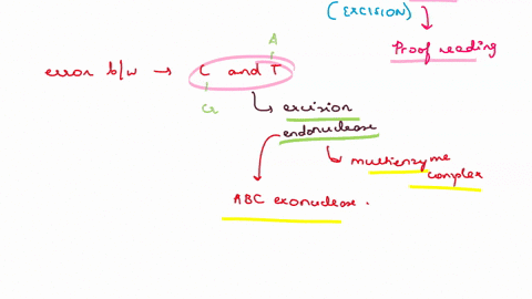 2-describe-the-process-of-transcription-coupled-nucleotide-excision-repair-predict-the-immediate-consequences-to-a-cell-in-which-this-process-stopped-functioning-properly-10-points-36625