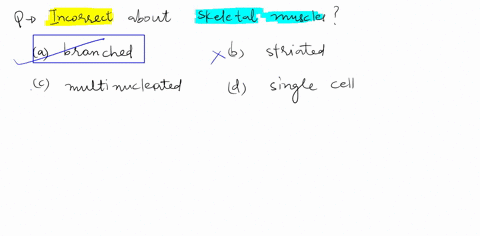 which-of-the-following-sentences-describing-a-skeletal-muscle-fiber-is-incorrect-a-skeletal-muscle-fiber-is-branched-skeletal-muscle-fibers-have-striated-appearance-a-skeletal-muscle-fiber-c-56309