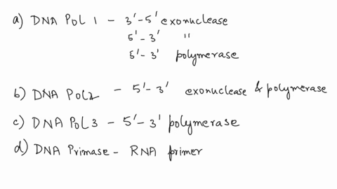 2-name-the-specific-protein-that-performs-the-stated-function-during-dna-replication-a-removes-rna-primers-and-replaces-them-with-dna-b-binds-denatured-dna-and-prevents-strands-from-reanneal-21898