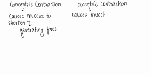 what-type-of-contraction-concentric-or-eccentric-would-cause-more-fatigue-to-occur-in-a-muscle-why-99074