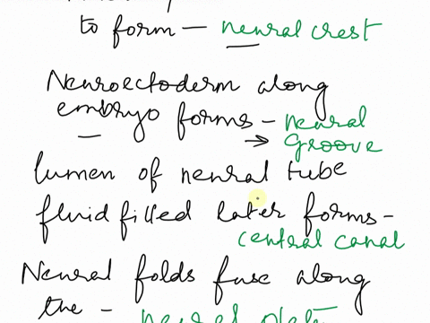 click-and-drag-the-terms-on-the-left-to-accurately-complete-the-sentences-on-the-right-then-arrange-the-sentences-in-order-to-accurately-describe-the-process-of-the-embryonic-development-of-99044