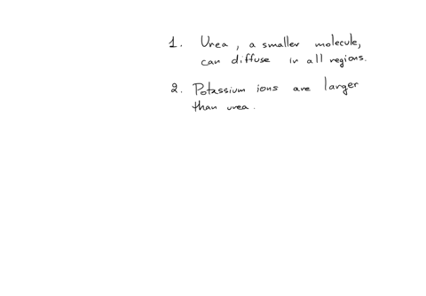 Urea diffused in all regions of the filter during countercurrent flow ...