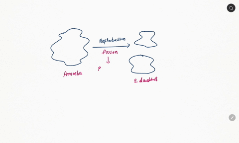 when-an-amoeba-undergoes-reproduction-the-end-result-are-two-totally-independent-organisms-which-term-best-describes-the-amoebas-reproductive-strategy-a-meiosis-b-fusion-c-fission-d-sexual-r-64148