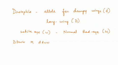 in-the-fly-drosophila-the-allele-for-dumpy-wings-d-is-recessive-to-the-normal-long-wing-allele-d-and-the-allele-for-white-eye-w-is-recessive-to-the-normal-red-eye-allele-w-in-a-cross-of-ddww-32746