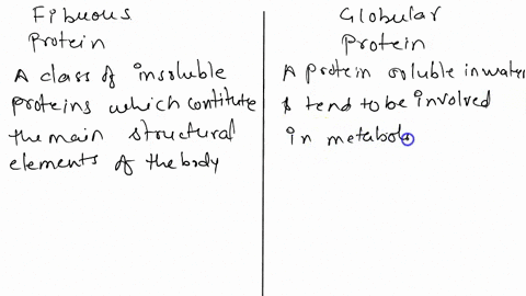 distinguish-between-fibrous-and-globular-proteins-59482