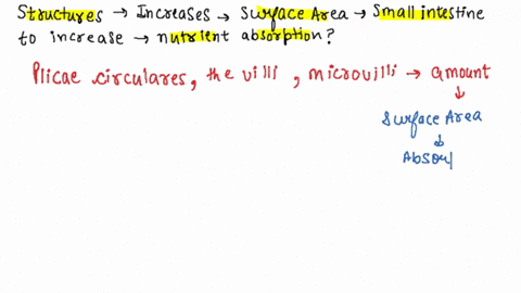 what-structures-increase-the-surface-area-of-the-small-intestine-to-increase-the-efficiency-of-nutrient-absorption-01127
