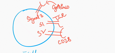 in-regard-to-t-cel-activation-and-antigen-presentation-what-molecules-associated-with-t-cells-are-part-of-this-process-and-what-do-they-interact-with-that-is-located-on-the-antigen-cell-plea-10922