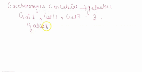 which-statement-about-gal-gene-expression-in-yeast-is-right-select-one-in-the-presence-of-galactose-and-absence-of-glucose-the-activation-domain-of-gal4-is-exposed-the-gall-and-gal10-genes-a-00424