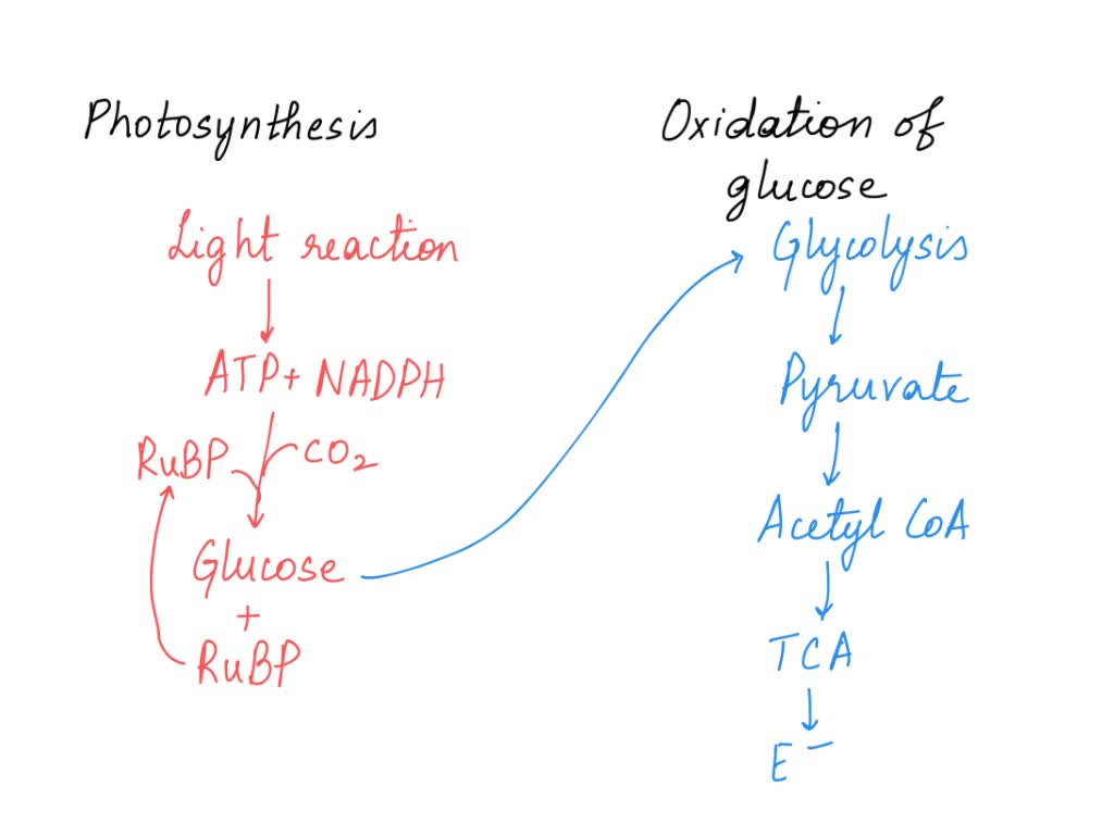 Solved: Draw A Flowchart Of Photosynthesis And The Oxidation Of Glucose 