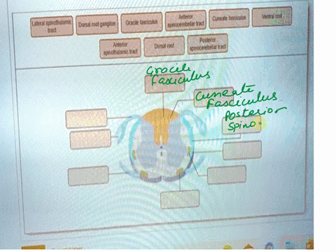 parta-drag-the-correct-label-to-the-appropriate-location-to-identify-the-major-ascending-sensory-tracts-of-the-spinal-cord-reset-help-lateralspinothalami-tract-gracile-fasciculus-anterio-cun-48276