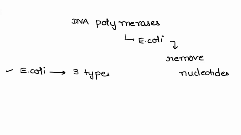 which-activity-of-dna-polymerases-in-e-coli-allows-them-to-remove-a-nucleotide-that-has-been-inserted-incorrectly-a-5-to-3-polymerase-b-3-to-5-nuclease-c-5-to-3-nuclease-d-3-to-5-polymerase-43292