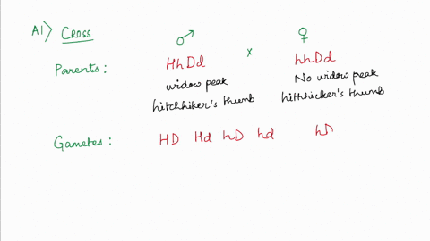 a1-the-allele-for-widows-peak-h-is-dominant-for-the-allele-for-no-widows-peak-h-at-a-different-gene-locus-the-allele-for-hitchhikers-thumb-d-is-dominant-to-the-allele-for-non-hitchhikers-thu-74269