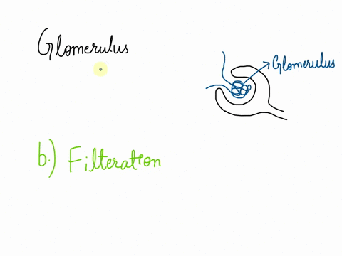 93-which-renal-process-occurs-here-absorption-filtration-excretion-reabsorption-secretion-04355