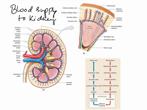assignment-10chapter-24-art-labeling-activityarterial-blood-supply-to-the-kidney-21of59-abel-the-arteries-that-supply-blood-to-the-kidney-parta-drag-the-labels-onto-the-diagram-to-identify-t-65882