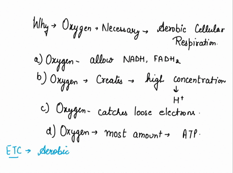 why-is-oxygen-necessary-during-aerobic-cellular-respiration-the-oxygen-molecules-allow-nadh-and-fadh-to-release-electrons-which-will-move-through-the-electron-transport-chaln-the-oxygen-is-w-00547