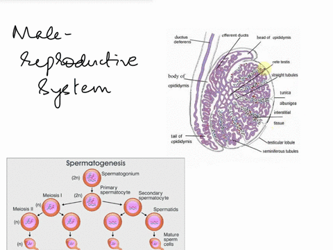 a-b-c-d-2explain-the-steps-of-spermatogenesis2-points-3-label-the-picture-below2-points-4critical-thinking-question4-points-assume-that-a-30-year-old-male-is-able-to-produce-sufficient-sperm-19668