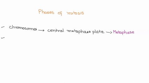 3-points-put-the-phases-of-mitosis-in-the-correct-order-based-on-their-descriptions-interphase-chromosomes-align-at-the-central-metaphase-place-spindle-fibers-appear-chromosomes-begin-to-app-95148