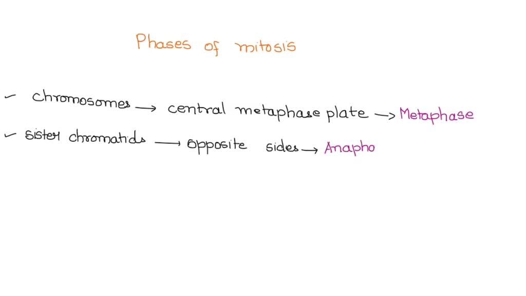 solved-in-your-notebook-write-the-correct-mitosis-phase-in-the-correct-order-for-the