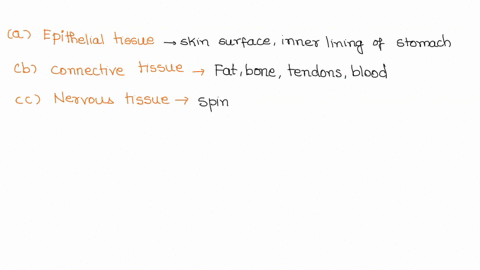 1-classify-each-of-the-following-into-one-of-the-four-primary-tissue-classes-the-skin-surface-fat-the-spinal-cord-most-heart-tissue-bone-tendons-blood-and-the-inner-lining-of-the-stomach-2-w-68334