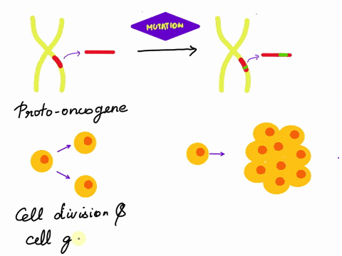 which-of-the-following-scenarios-would-be-the-most-likely-to-directly-cause-the-formation-of-cancer-explain-your-reasoning-cells-with-defective-telomerase-mutation-in-an-enhancer-upstream-of-86625