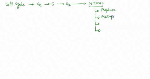 what-event-does-not-occur-in-prophase-of-mitosis-multiple-choice-the-mitotlc-spindle-begins-to-form-dna-condenses-to-form-chromosomes_-the-nucleolus-breaks-down-the-chromosomes-are-replicate-11714