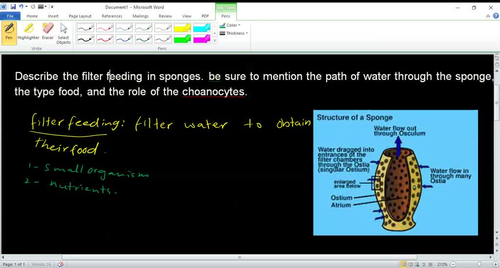 SOLVED describe the filter feeding in sponges. be sure to mention the path of water through the