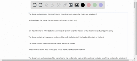 which-of-the-following-statements-is-false-a-dorsal-body-cavity-contains-brain-and-spinal-cord-b-ventral-body-cavity-contains-the-viscera-c-the-diaphragm-physically-separates-the-thoracic-ca-07518