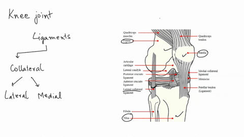 the-anterior-cruciate-ligament-prevents-the-tibia-from-moving-_____-in-relation-to-the-femur-a-anterior-b-lateral-c-medial-d-posterior-e-none-of-the-above-79467