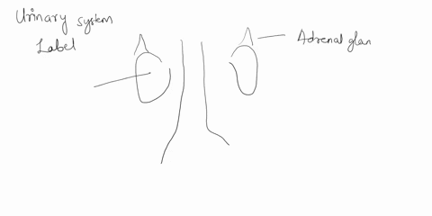 label-the-indicated-structures-on-this-anterior-lateral-view-of-the-of-the-urinary-system-model-adrenal-gland-abdominalaorta-right-ureter-left-kidney-left-renal-vein-left-ureter-right-renal-07691