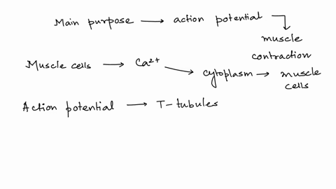 what-is-the-purpose-of-an-action-potential-in-a-skeletal-muscle-fiber-a-enable-the-muscle-fiber-to-stimulate-other-attached-muscle-fibers-to-contract-b-provide-feedback-to-the-neuron-that-co-58695