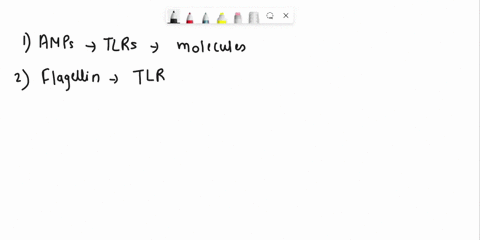 question-12-toll-like-receptors-attach-to-all-of-the-following-except-amps_-flagellin-lps_-peptidoglycan-63837