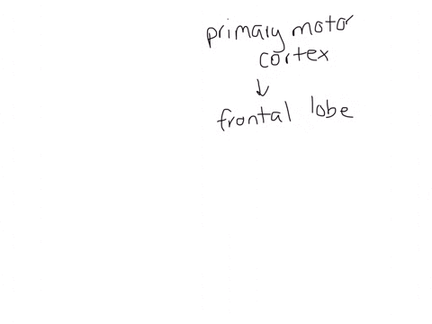 region-of-cerebral-cortex-is-responsible-for-motor-commands