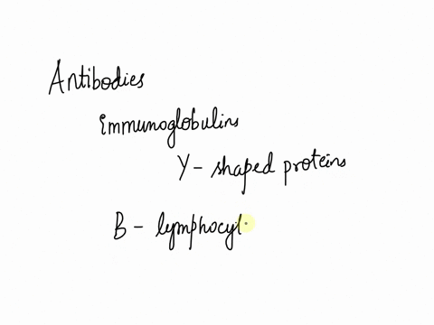 30-points-plz-answerwhich-is-the-correct-definition-of-antibodies-a-a-preparation-of-dead-or-weakened-pathogens-that-is-injected-into-the-body-to-cause-the-immune-system-to-produce-antibodie-48176