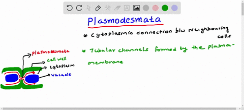 junctions-that-permit-the-transfer-of-water-ions-and-molecules-between-adjacent-plant-cells-are-a-ti-40607
