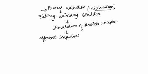urine-pathways-and-urinationmicturition-1-describe-the-process-of-urination-micturition-and-the-role-of-the-autonomic-nervous-system-in-urination-2-describe-voluntary-and-involuntary-neural-76354