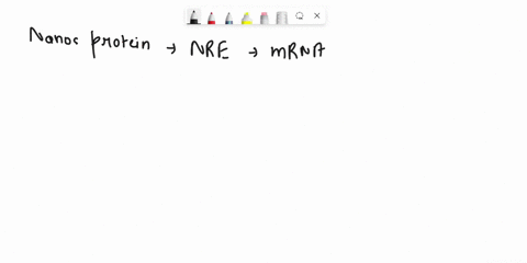as-we-have-learned-in-this-chapter-the-nanos-protein-inhibits-the-translation-of-hunchback-mrna-lowe-68734
