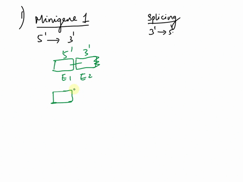a-draw-a-diagram-of-the-products-you-expect-from-each-minigene-if-the-splicing-machinery-binds-to-a-5-splice-site-and-scans-toward-3-splice-site-diagram-the-expected-products-if-the-splicing-74497