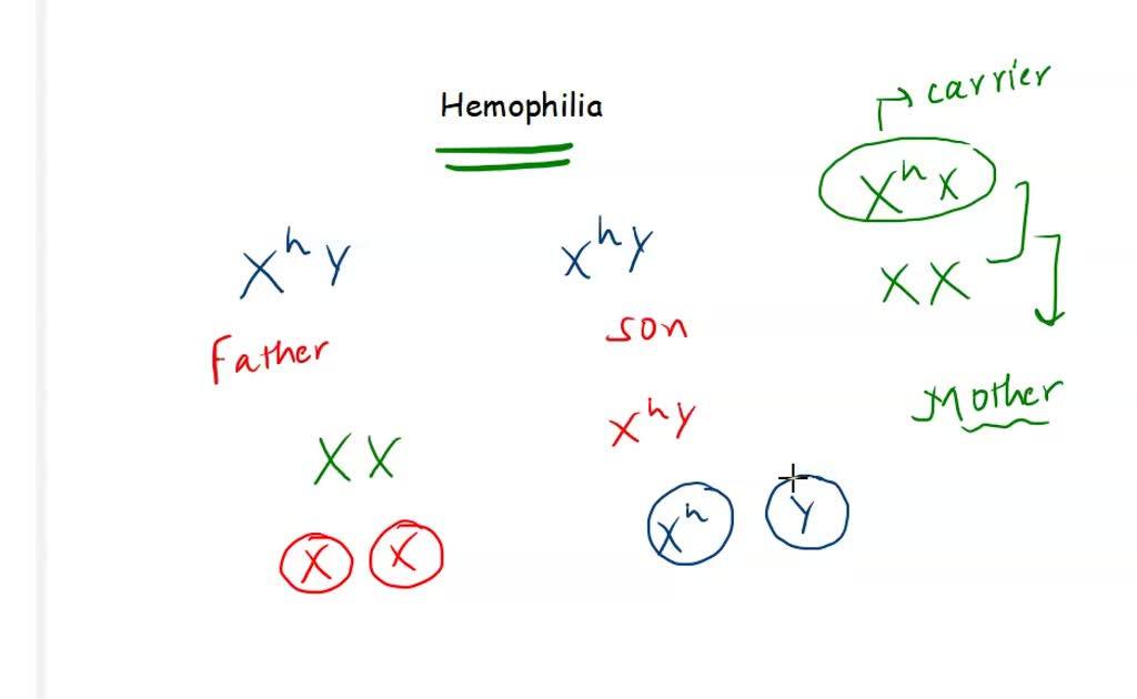 Solved 4a Hemophiliac Woman Has A Mother Who Does Not Exhibit Hemophilia Wbat Are The 2597