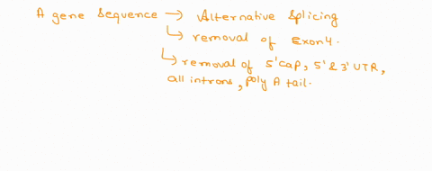 what-is-the-predicted-size-of-the-coding-sequence-in-the-corresponding-mature-mrna-in-base-pairs-bp-excluding-the-cap-the-utrs-and-poly-a-tail-if-alternative-splicing-excludes-exon-4-69545