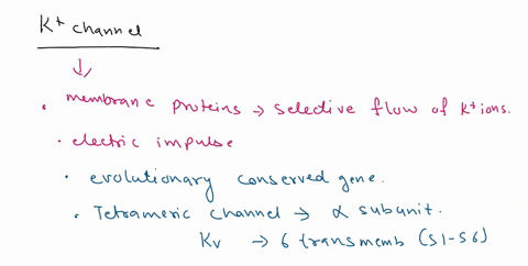 write-a-detailed-description-of-the-biogenesis-of-a-typical-voltage-gated-potassium-channel-found-in-the-plasma-membrane-of-animal-cells_-the-description-should-begin-with-the-gene-for-the-c-38759