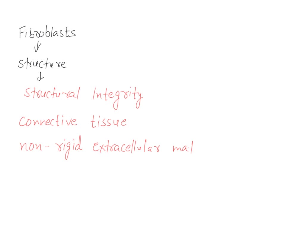 SOLVED 35. What function do fibroblasts serve in connective tissue? Carry out phagocytosis