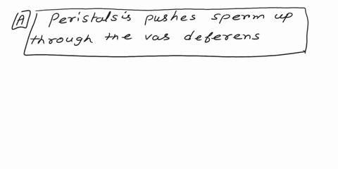 2-which-of-the-following-best-explains-how-the-male-sexual-response-works-a-peristalsis-pushes-sperm-up-through-the-vas-deferens-the-sperm-mixes-with-secretions-from-accessory-glands-forming-90102